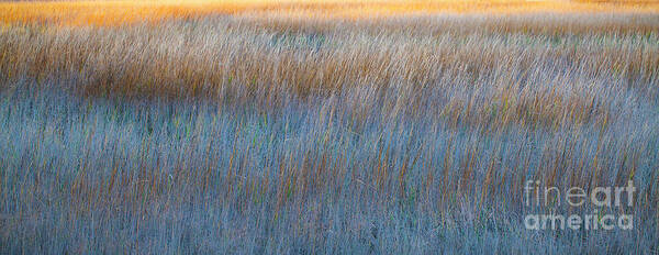 America Art Print featuring the photograph Sunset Marsh In Blue And Gold by Jo Ann Tomaselli