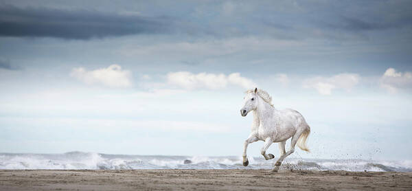 Animals Art Print featuring the photograph Carmargue Horse by Tim Booth