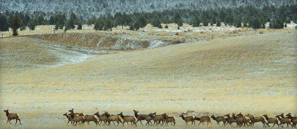 Elk Art Print featuring the photograph Follow Me.. by Al Swasey