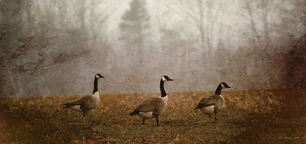 Goose Art Print featuring the photograph Spring Geese by WB Johnston