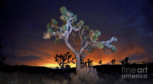 Trees Art Print featuring the photograph Night Bloom by Marco Crupi