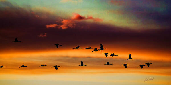 Bill Kesler Photography Art Print featuring the photograph Sandhill Cranes Take The Sunset Flight by Bill Kesler