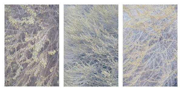 Bushes Art Print featuring the photograph Artemisia californica Triptych by Alexander Kunz
