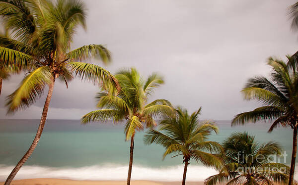 Beach Art Print featuring the photograph Palm Beach by Jo Ann Tomaselli