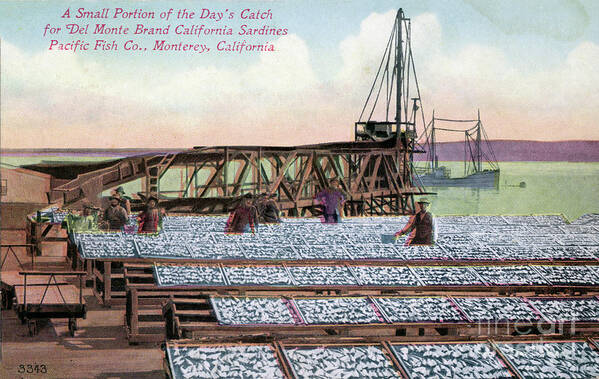 Drying Art Print featuring the photograph A small portion of the days catch for Del Monte Brand California by Monterey County Historical Society