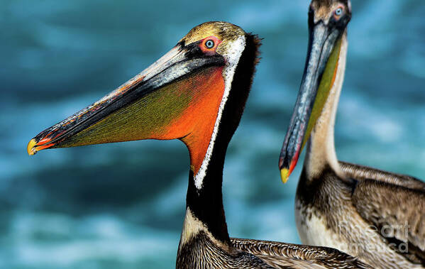 Pelicans Art Print featuring the photograph California Brown Pelicans in Aqua Surf 2021 by John F Tsumas