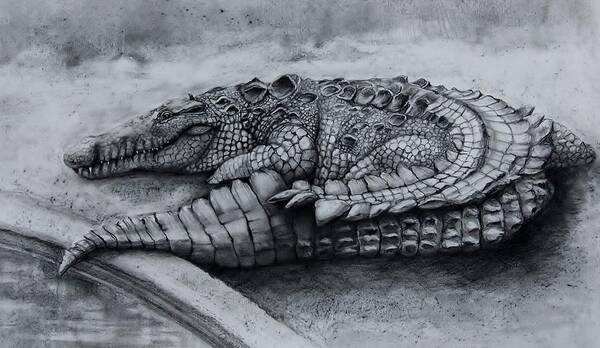 Gator Art Print featuring the drawing Big Daddy A Drawing by Jean Cormier