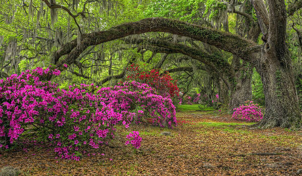 Charleston Art Print featuring the photograph Oak Arches by Douglas Berry