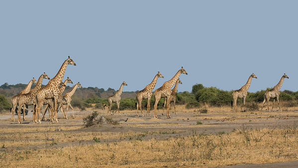 Giraffe Art Print featuring the photograph Alerted Giraffes by Claudio Maioli