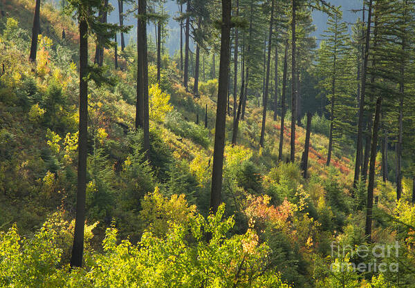 Coeur D Alene National Forest Art Print featuring the photograph Morning Light #1 by Idaho Scenic Images Linda Lantzy