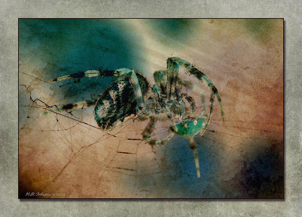 Spider Art Print featuring the photograph Dinner on the Half Shell by WB Johnston