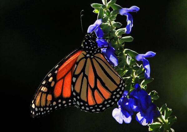 Monarch Butterfly Art Print featuring the photograph Stained Glass Wings by Donna Kennedy