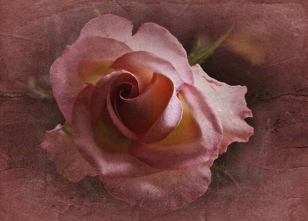 Rose Art Print featuring the photograph TGIF Rose by Richard Cummings