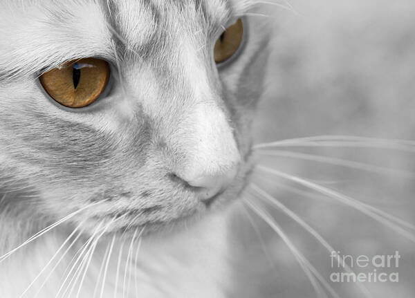 Cats Art Print featuring the photograph Flitwick the Cat by Jeannette Hunt