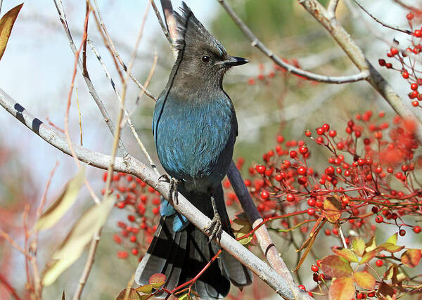 Stellers Jay Art Print featuring the photograph Beauty and the Beak by Donna Kennedy