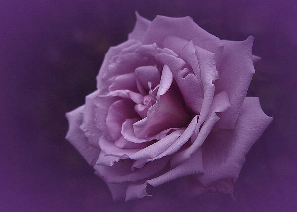 Rose Art Print featuring the photograph Purple Rose of November by Richard Cummings