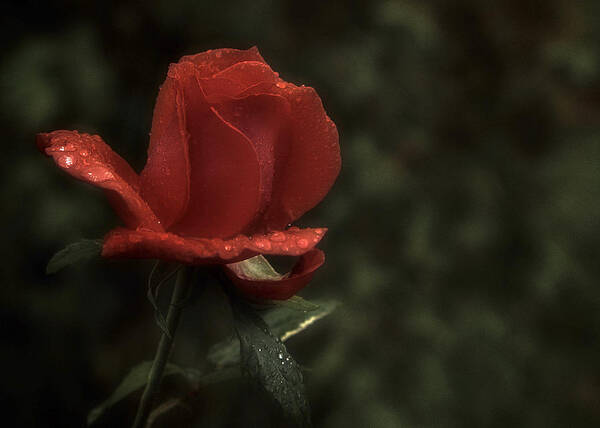 Red Rose Art Print featuring the photograph Weeping Red Rose by Richard Cummings