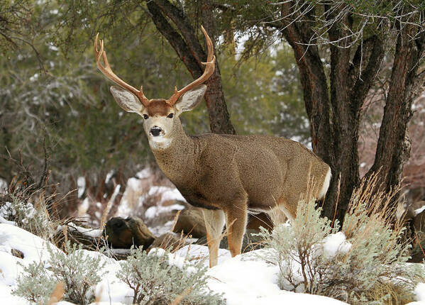 Mule Deer Art Print featuring the photograph Handsome Buck by Donna Kennedy