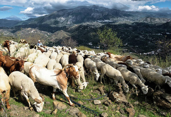 Goat Herder Art Print featuring the photograph Andalusian goat herder by Gary Browne