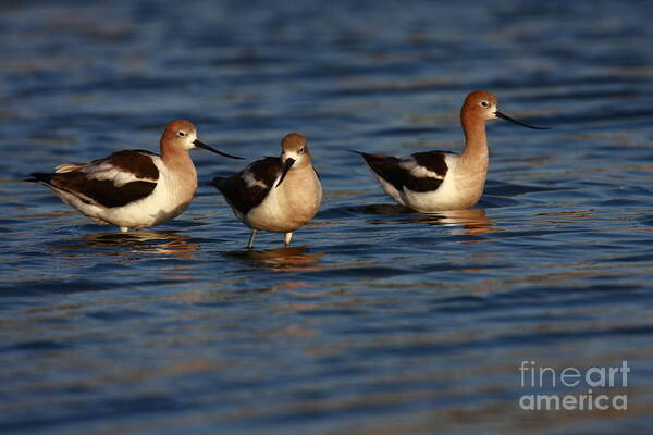 Landscapes Art Print featuring the photograph American Avocets by John F Tsumas