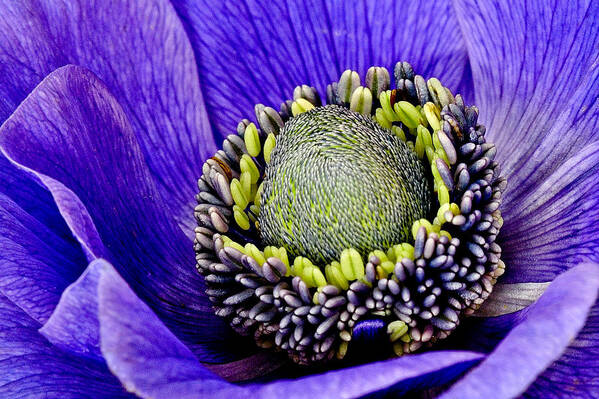Anemone Art Print featuring the photograph Anemone Heart by Carol Eade