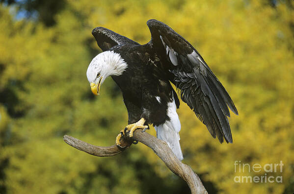 North America Wildlife Art Print featuring the photograph Bald Eagle in Perch Wildlife Rescue by Dave Welling