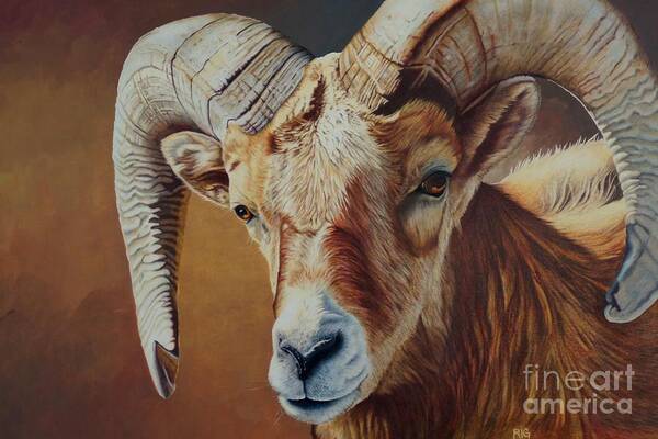 Bighorn Sheep Art Print featuring the drawing Big Metal by Rosellen Westerhoff