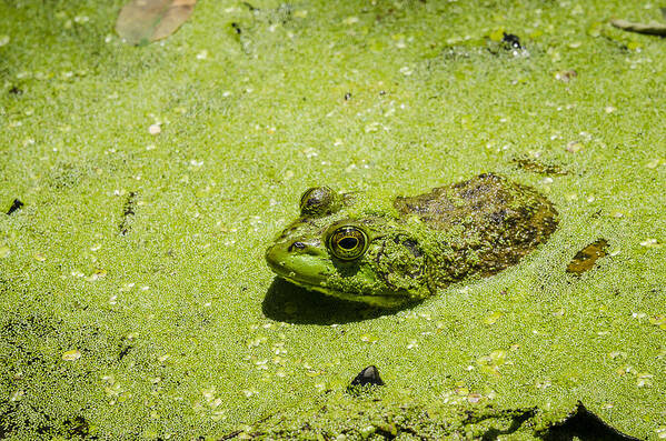 Mason Neck Art Print featuring the photograph Bullfrog in Duckweed by Bradley Clay