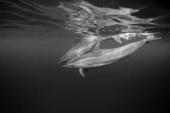 Dolphins Art Print featuring the photograph Dolphins 01 by One ocean One breath