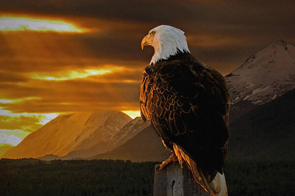 Eagle Art Print featuring the photograph Domain by Ron Day