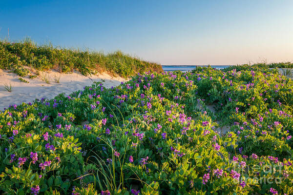 America Art Print featuring the photograph Eastham Wildflower Walk by Susan Cole Kelly