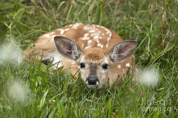 White Tailed Art Print featuring the photograph Fawn by Jeannette Hunt