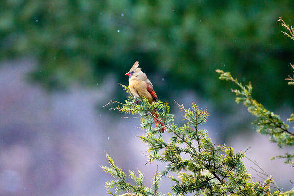 Bird Art Print featuring the photograph Female Cardinal in Snow by Eleanor Abramson