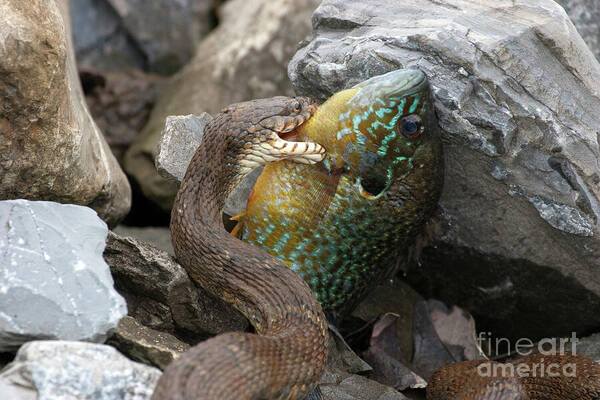 Snake Art Print featuring the photograph Fishing by Jeannette Hunt