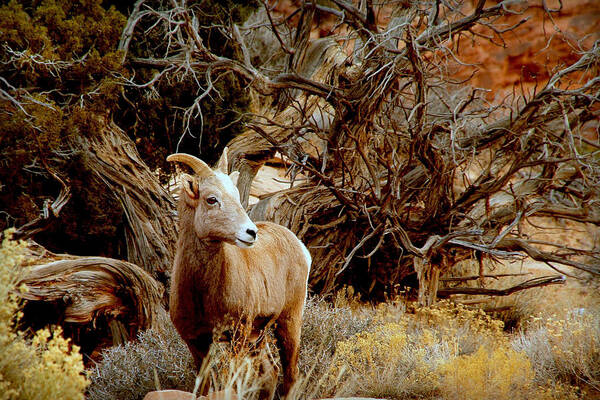 Big Horn Sheep Art Print featuring the photograph Hiding Place.. by Al Swasey