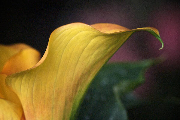 Calla Lily Art Print featuring the photograph Impression Calla No. 2 by Richard Cummings