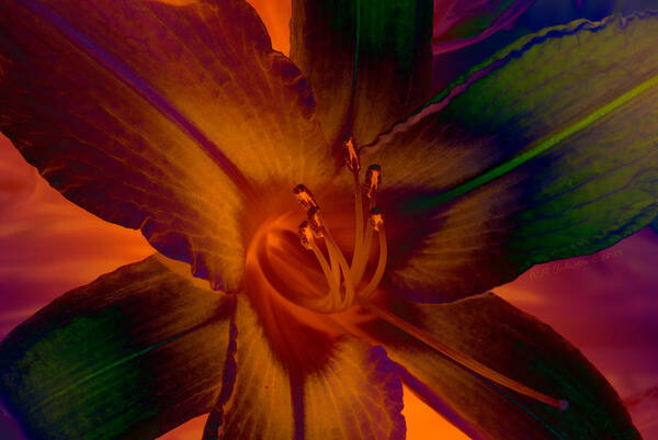 Lily Art Print featuring the photograph Lily Colors by WB Johnston