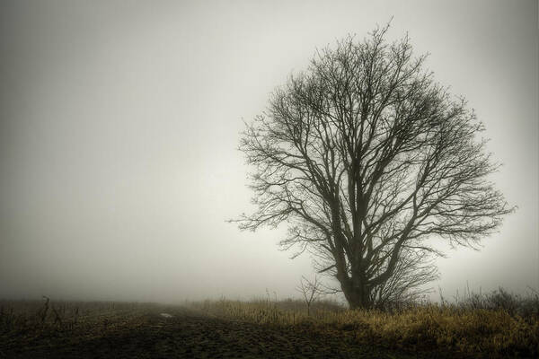Tree Art Print featuring the photograph Lonesome by Spencer McDonald