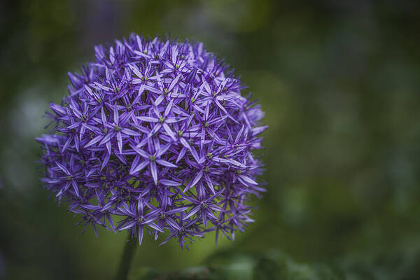 Creeks Art Print featuring the photograph Purple Puff by Jacqui Boonstra