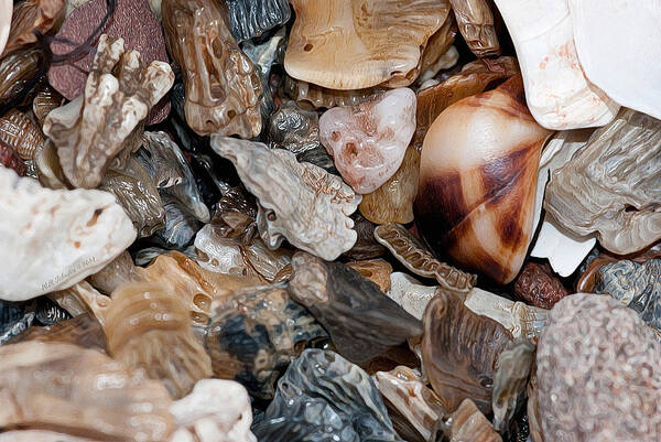 Shells Art Print featuring the photograph Sea Debris 5 by WB Johnston