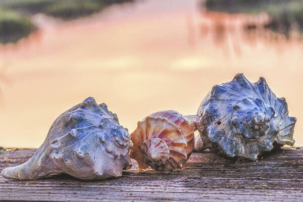 Shell Art Print featuring the photograph Sea Shells Image Art by Jo Ann Tomaselli