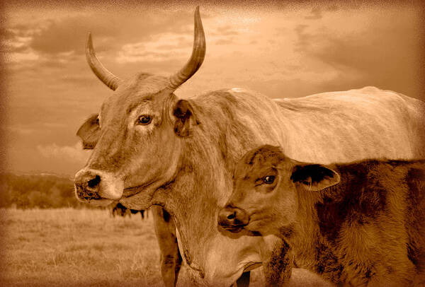 Cows Art Print featuring the photograph Sepia Cows 4 by Amanda Vouglas