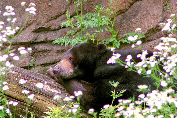 Wildlife Art Print featuring the photograph Sunshine Bear by Adam Olsen