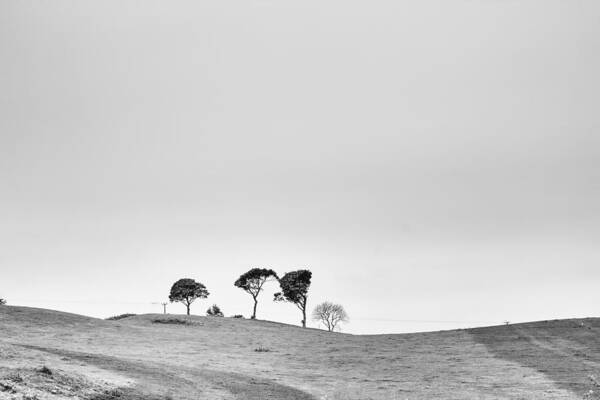 Anglesey Art Print featuring the photograph Trees on the Horizon by Georgia Clare