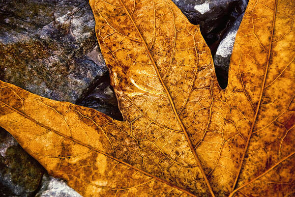 Veins Art Print featuring the photograph Veins by Anthony Citro