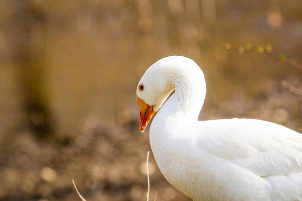 Birds Art Print featuring the photograph White Duck by Eleanor Abramson