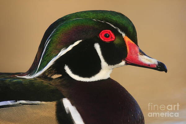 Landscapes Art Print featuring the photograph Wood Duck Color by John F Tsumas