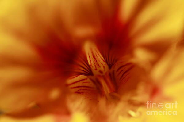 Florals Art Print featuring the photograph Yellow Into Red by John F Tsumas