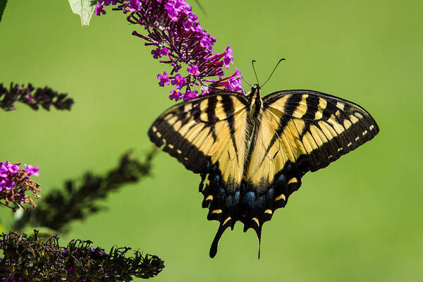 Yellow Swallowtail Art Print featuring the photograph Yellow Swallowtail by Eleanor Abramson