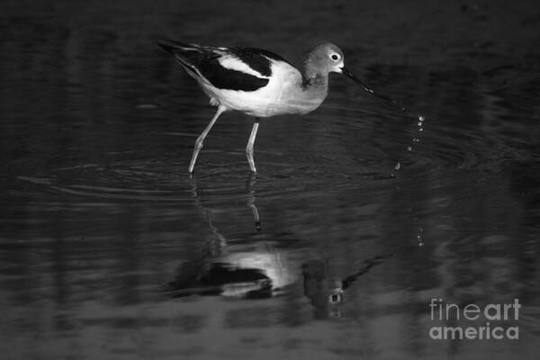 American Avocet Art Print featuring the photograph Drops Of Zen by John F Tsumas